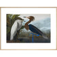 Audubon's Purple herons (Ardeo refescens) print in natural frame