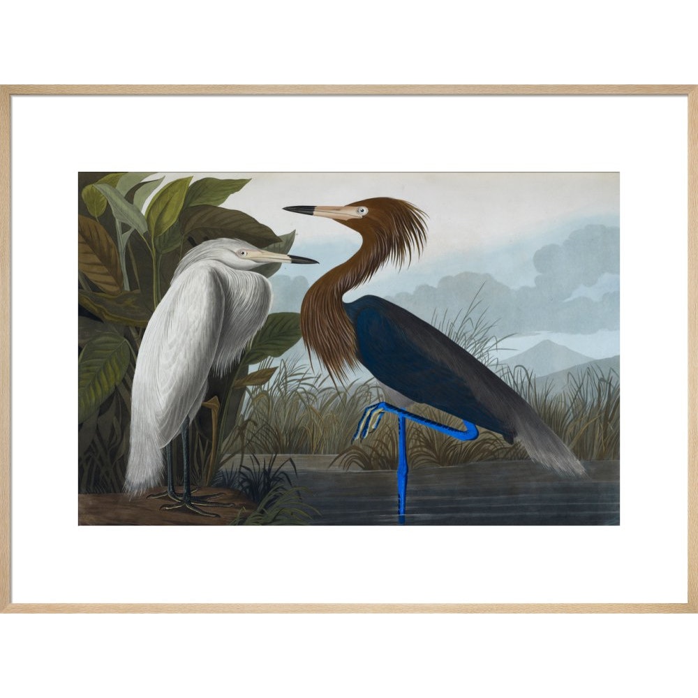 Audubon's Purple herons (Ardeo refescens) print in natural frame