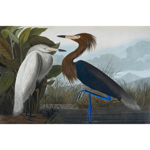 Audubon's Purple herons (Ardeo refescens) print
