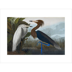 Audubon's Purple herons (Ardeo refescens) print unframed