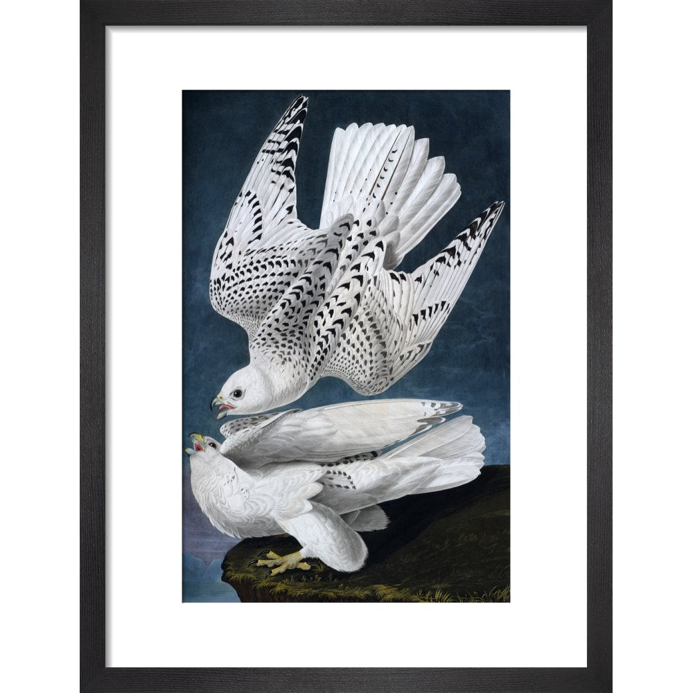 Iceland or Jer Falcon print in black frame