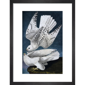 Iceland or Jer Falcon print in black frame
