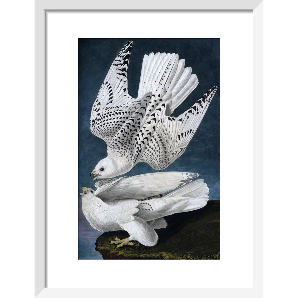 Iceland or Jer Falcon print in white frame