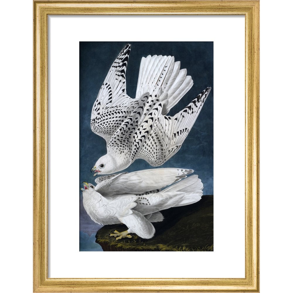 Iceland or Jer Falcon print in gold frame