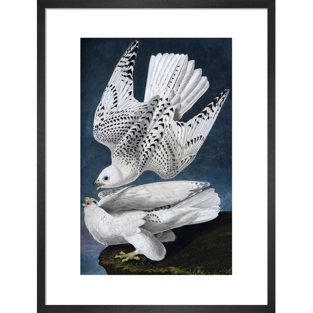 Iceland or Jer Falcon print in black frame