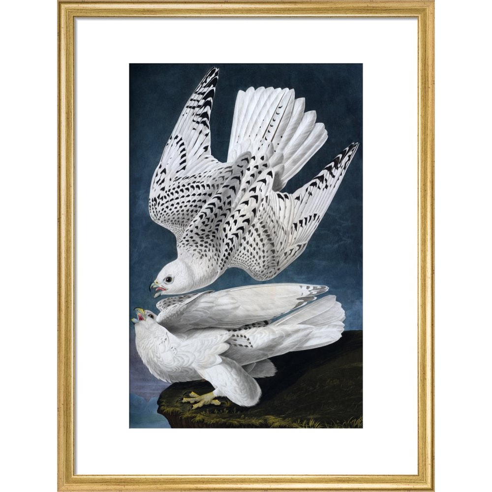 Iceland or Jer Falcon print in gold frame