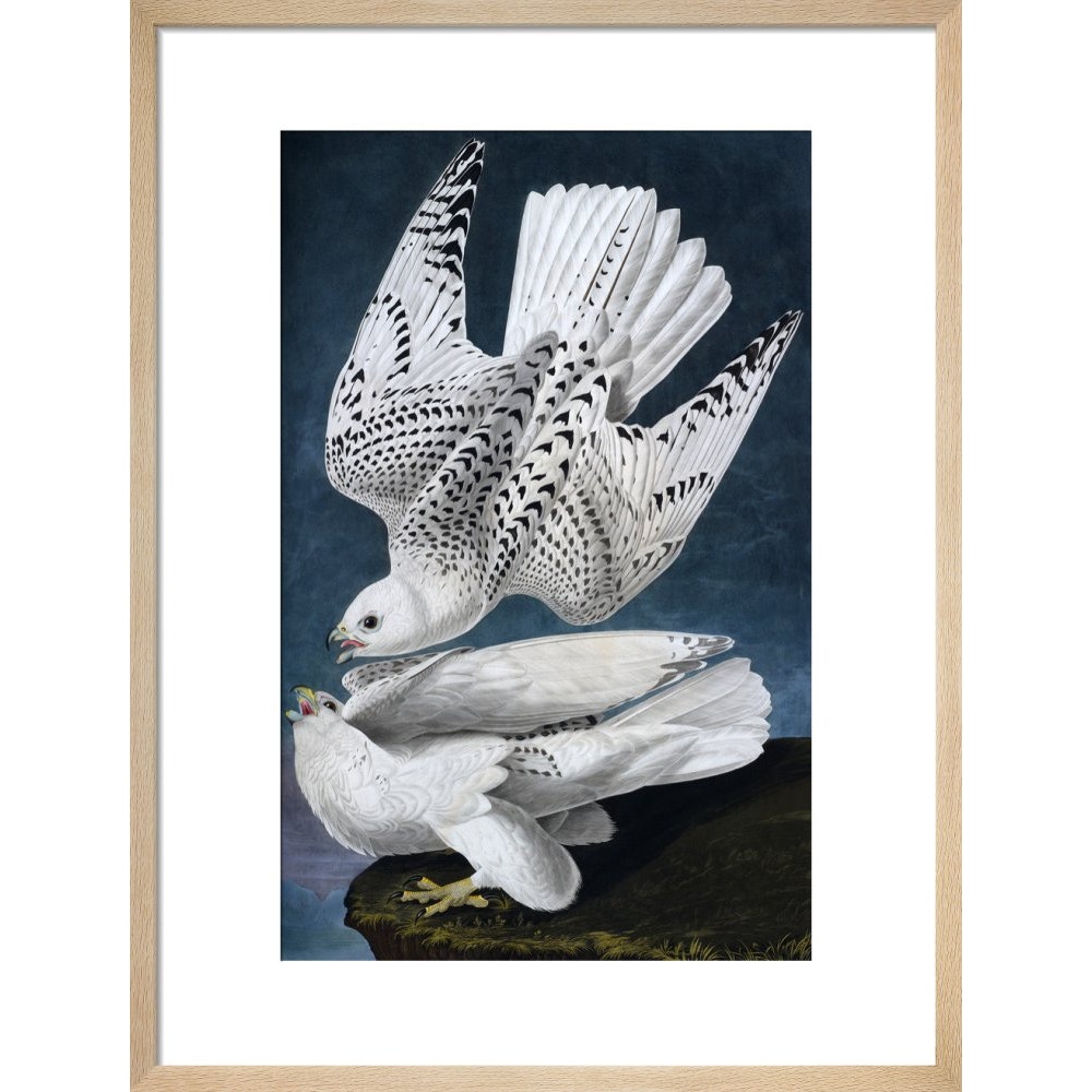 Iceland or Jer Falcon print in natural frame