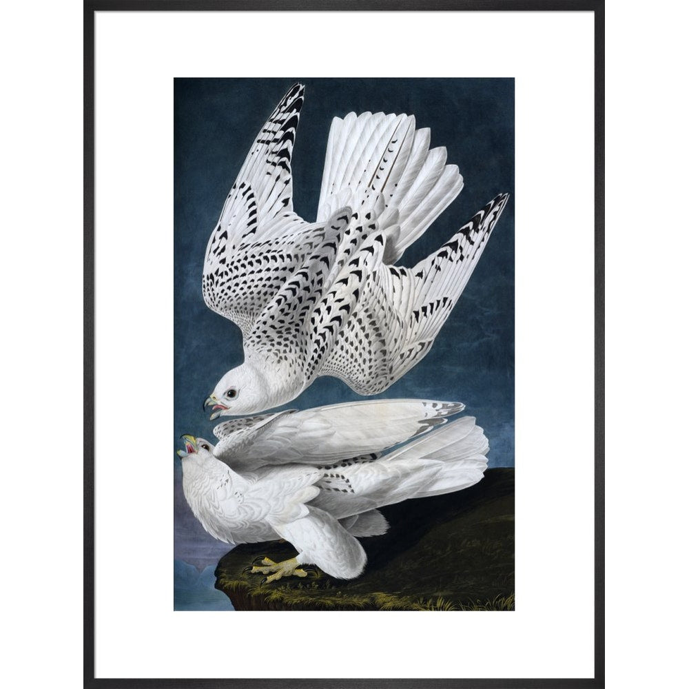 Iceland or Jer Falcon print in black frame