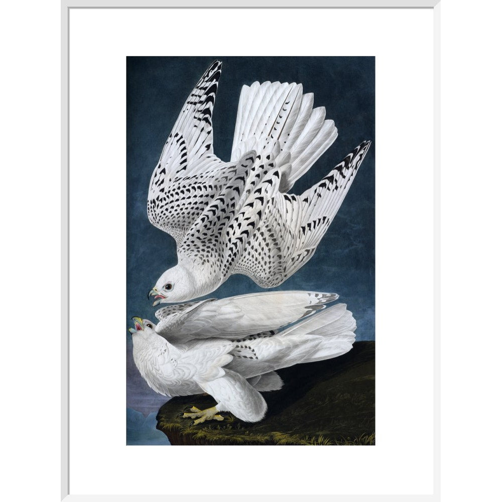 Iceland or Jer Falcon print in white frame