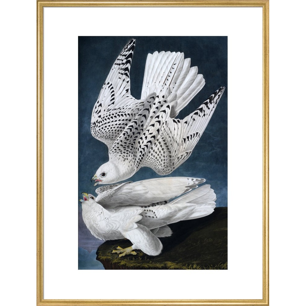 Iceland or Jer Falcon print in gold frame