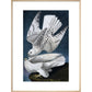 Iceland or Jer Falcon print in natural frame