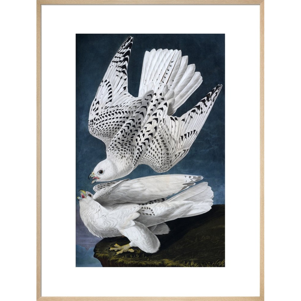 Iceland or Jer Falcon print in natural frame