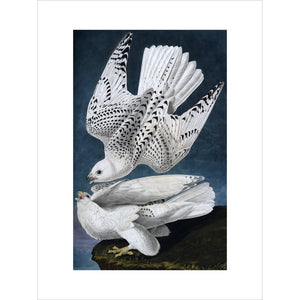 Iceland or Jer Falcon print unframed