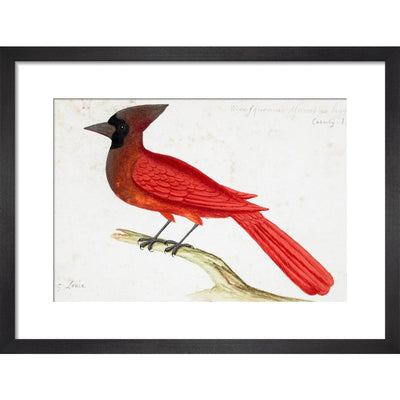 Red Cardinal print in black frame