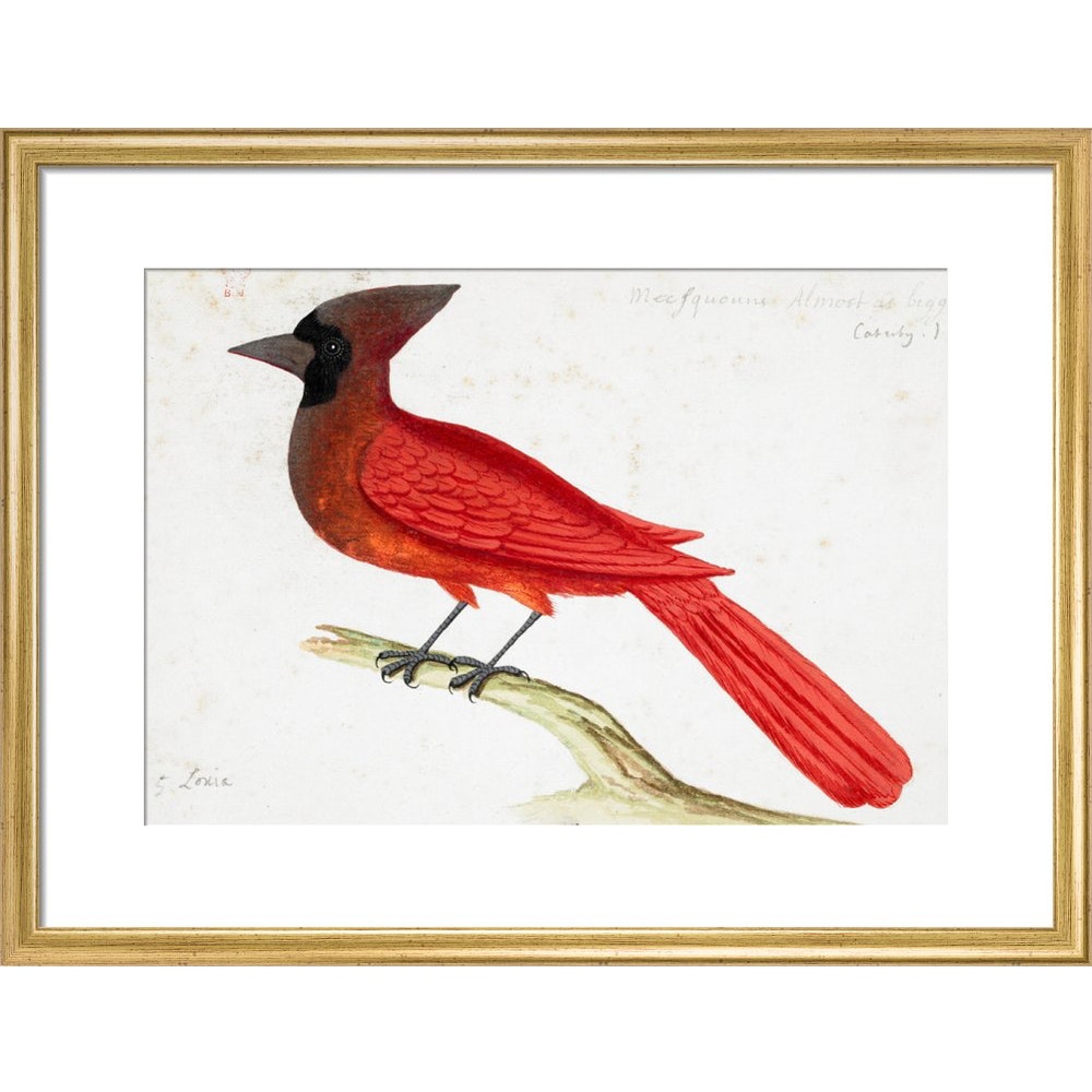 Red Cardinal print in gold frame