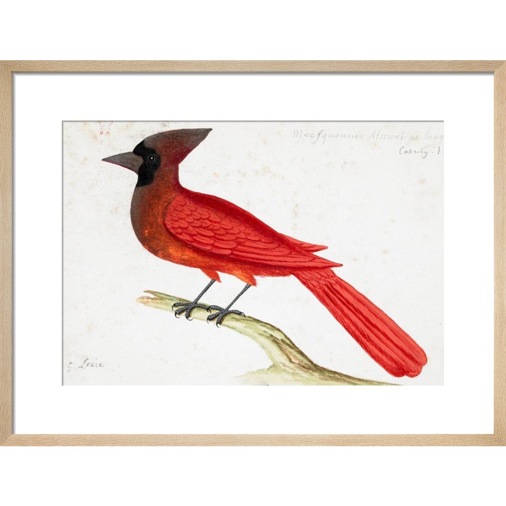 Red Cardinal print in natural frame