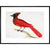 Red Cardinal print in black frame