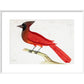Red Cardinal print in white frame