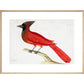 Red Cardinal print in natural frame