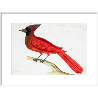 Red Cardinal print in white frame