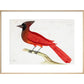 Red Cardinal print in natural frame