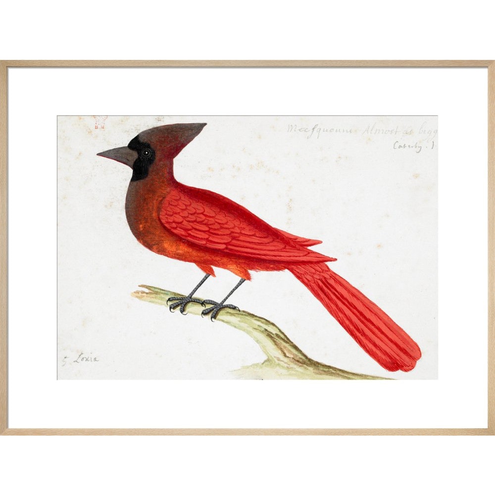 Red Cardinal print in natural frame