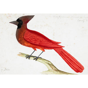 Red Cardinal print