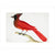 Red Cardinal print unframed