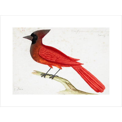 Red Cardinal print unframed