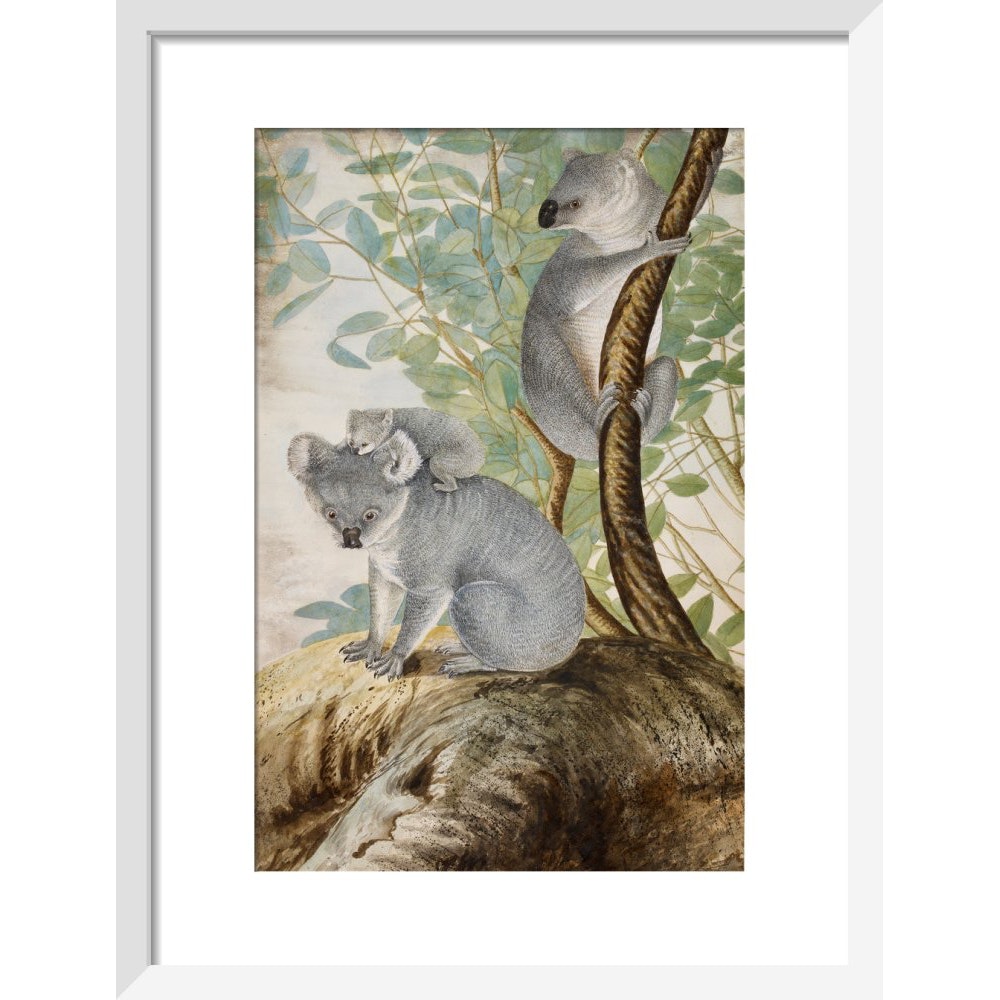 Koala bears print in white frame