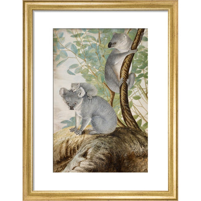 Koala bears print in gold frame