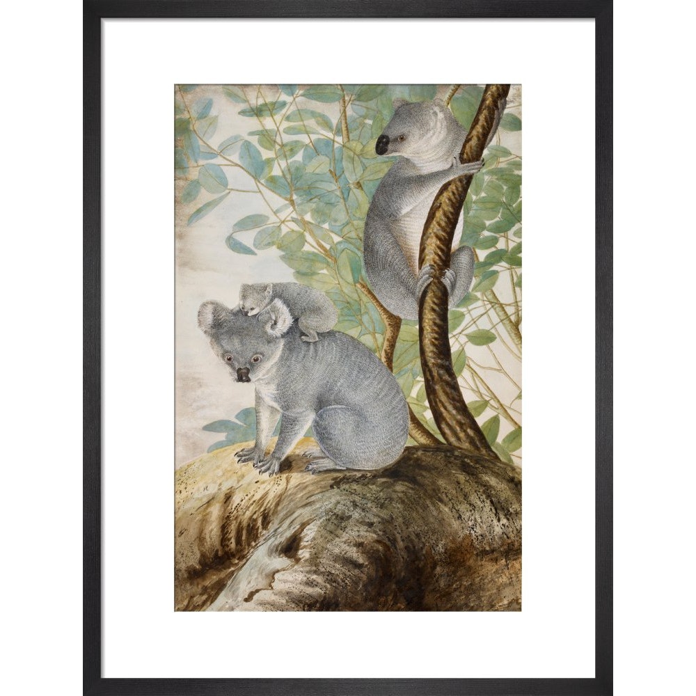 Koala bears print in black frame