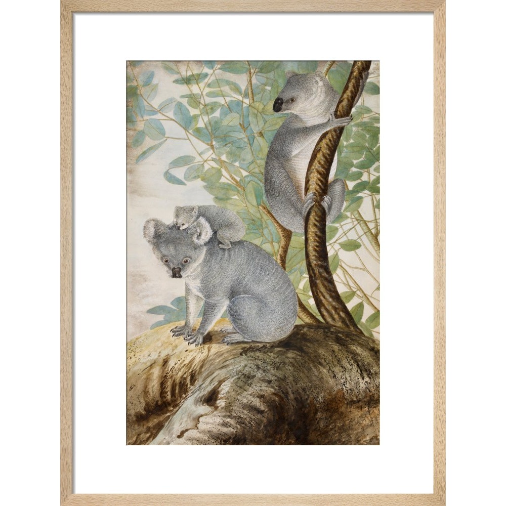 Koala bears print in natural frame