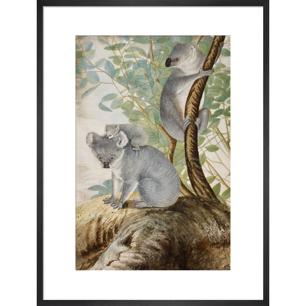 Koala bears print in black frame