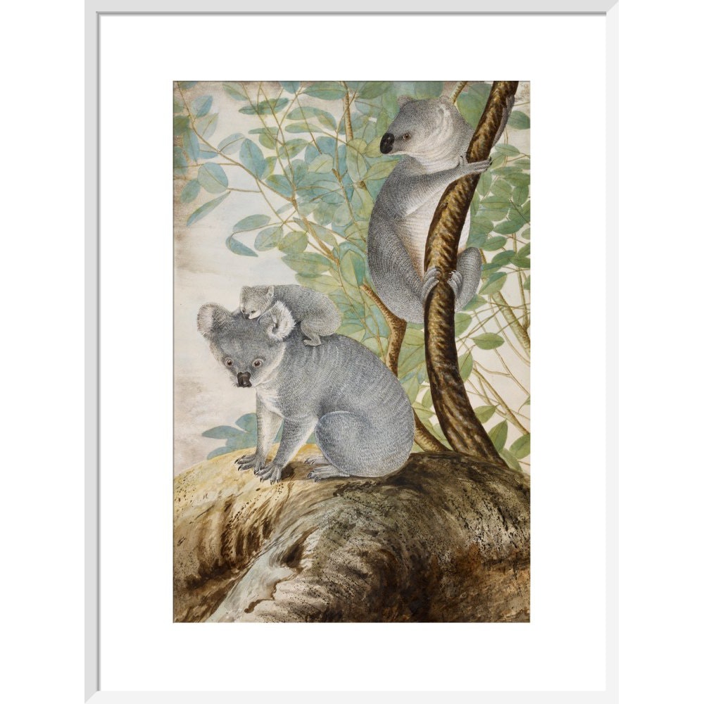 Koala bears print in white frame