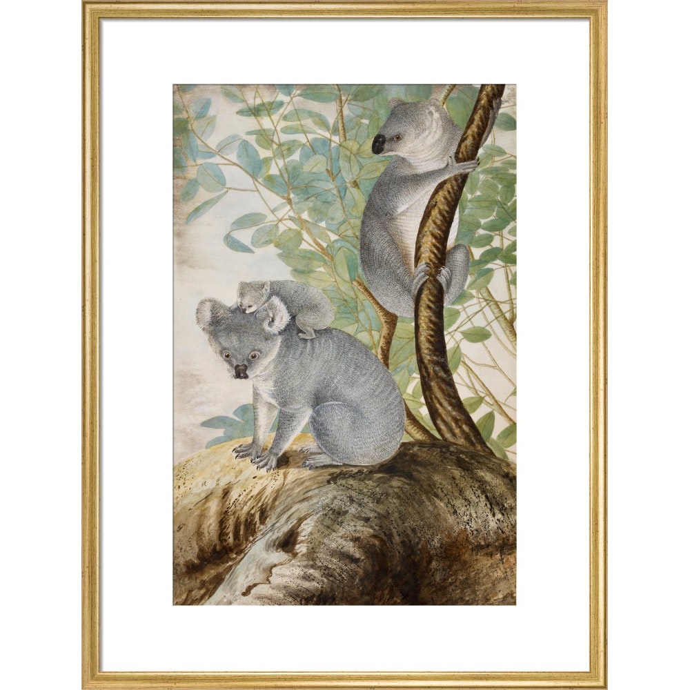 Koala bears print in gold frame