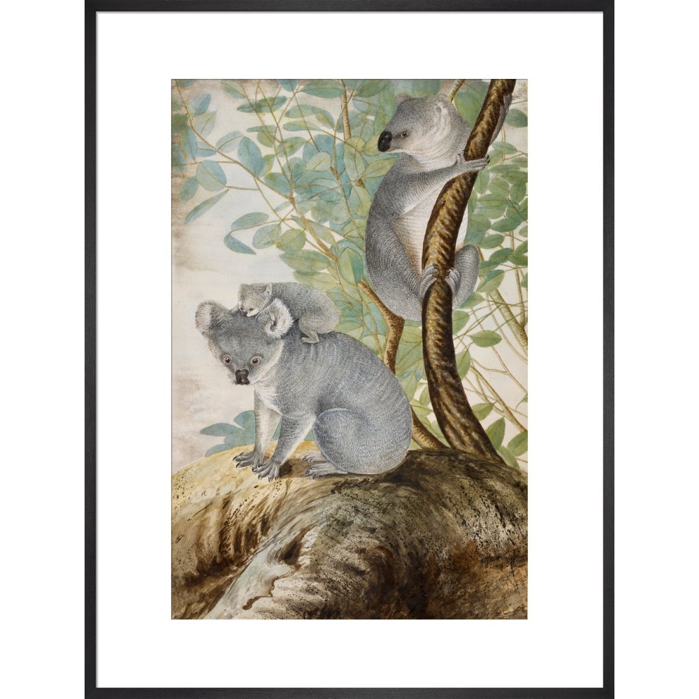 Koala bears print in black frame