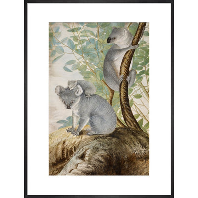 Koala bears print in black frame