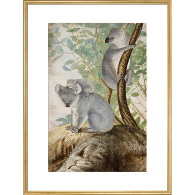 Koala bears print in gold frame