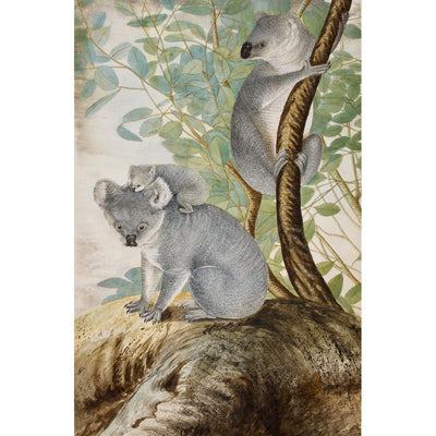 Koala bears print