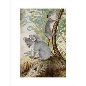 Koala bears print unframed