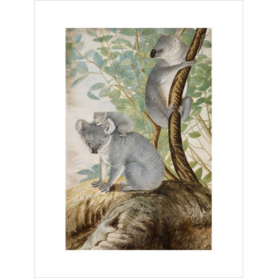 Koala bears print unframed