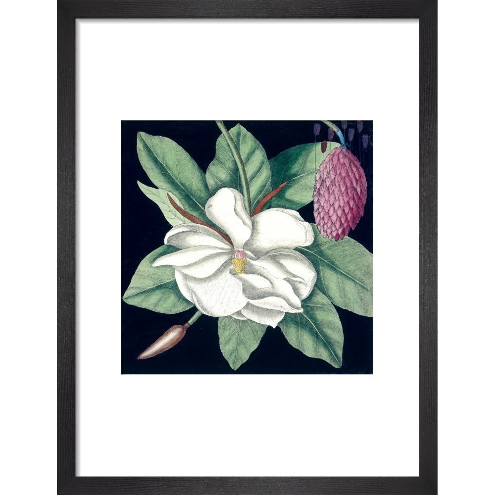 Magnolia print in black frame