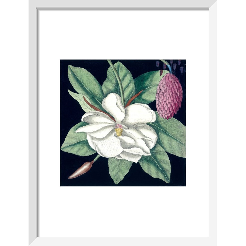 Magnolia print in white frame