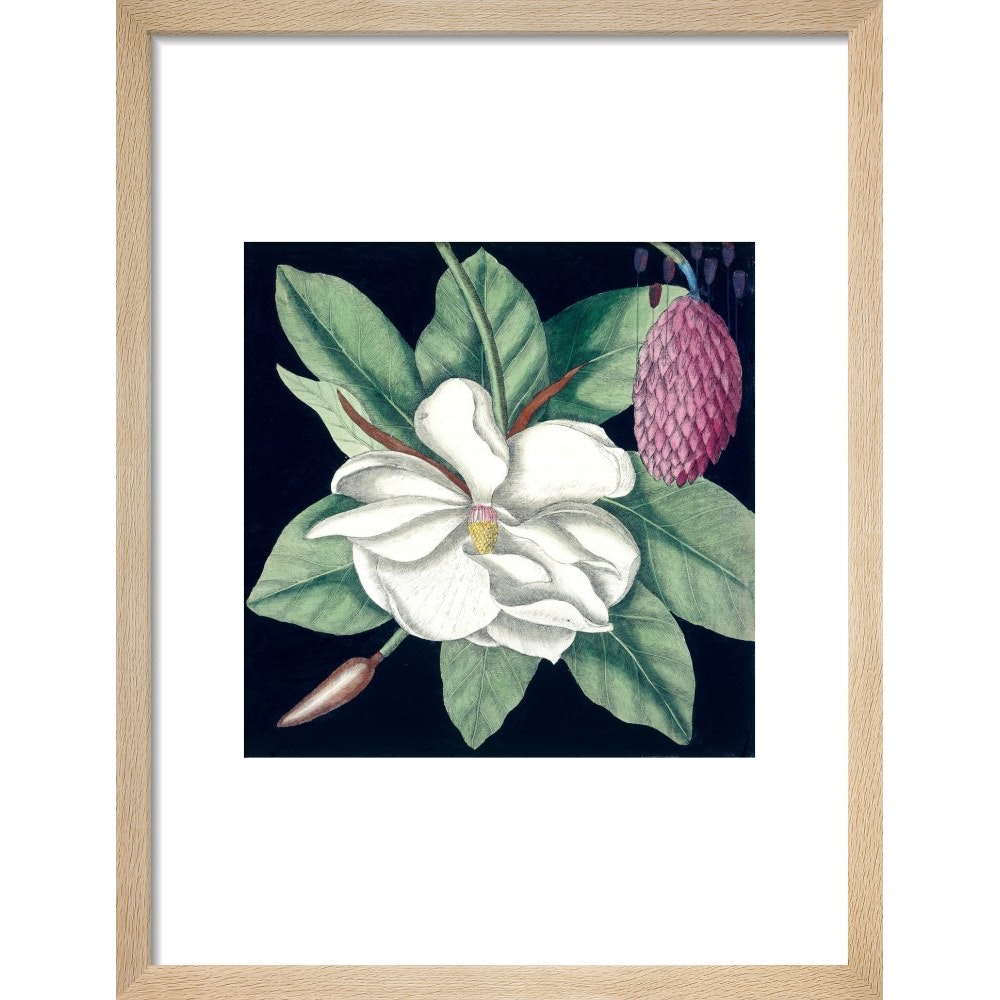 Magnolia print in natural frame