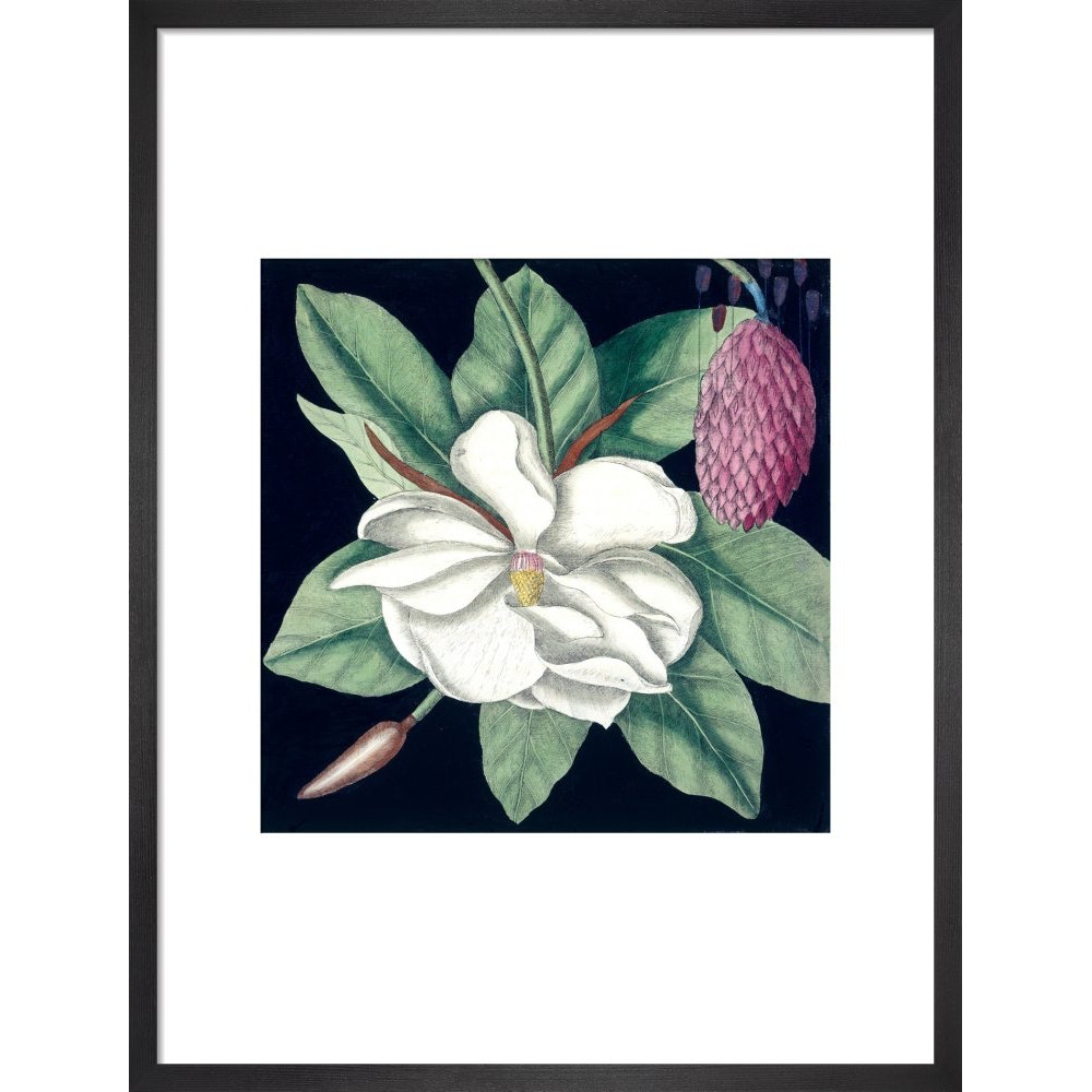 Magnolia print in black frame