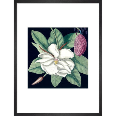 Magnolia print in black frame