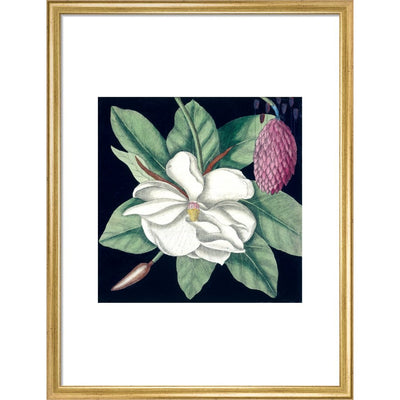 Magnolia print in gold frame