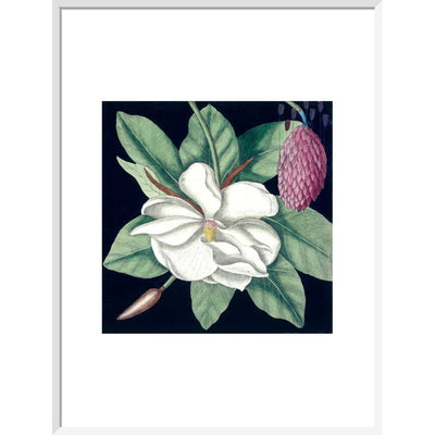 Magnolia print in white frame
