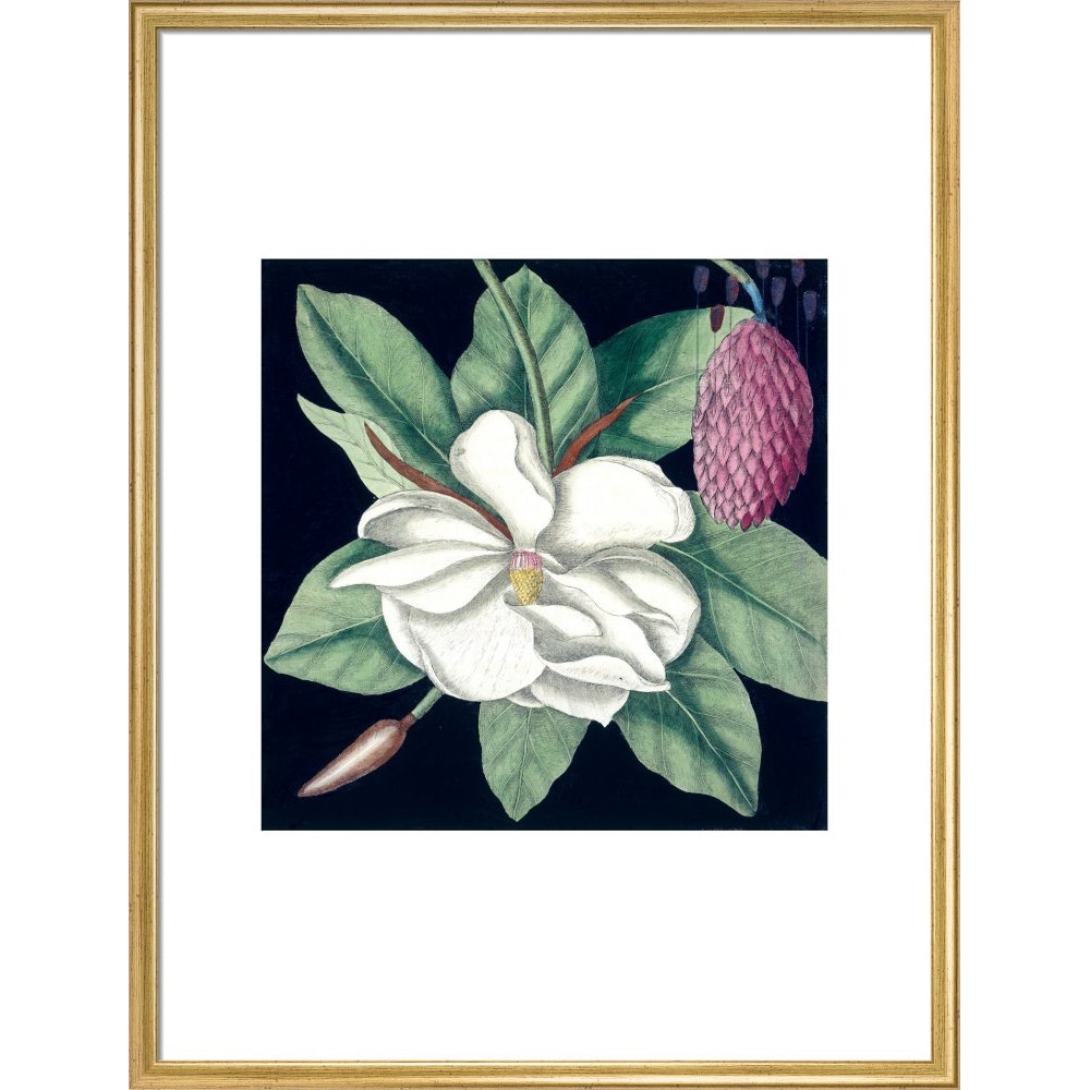 Magnolia print in gold frame